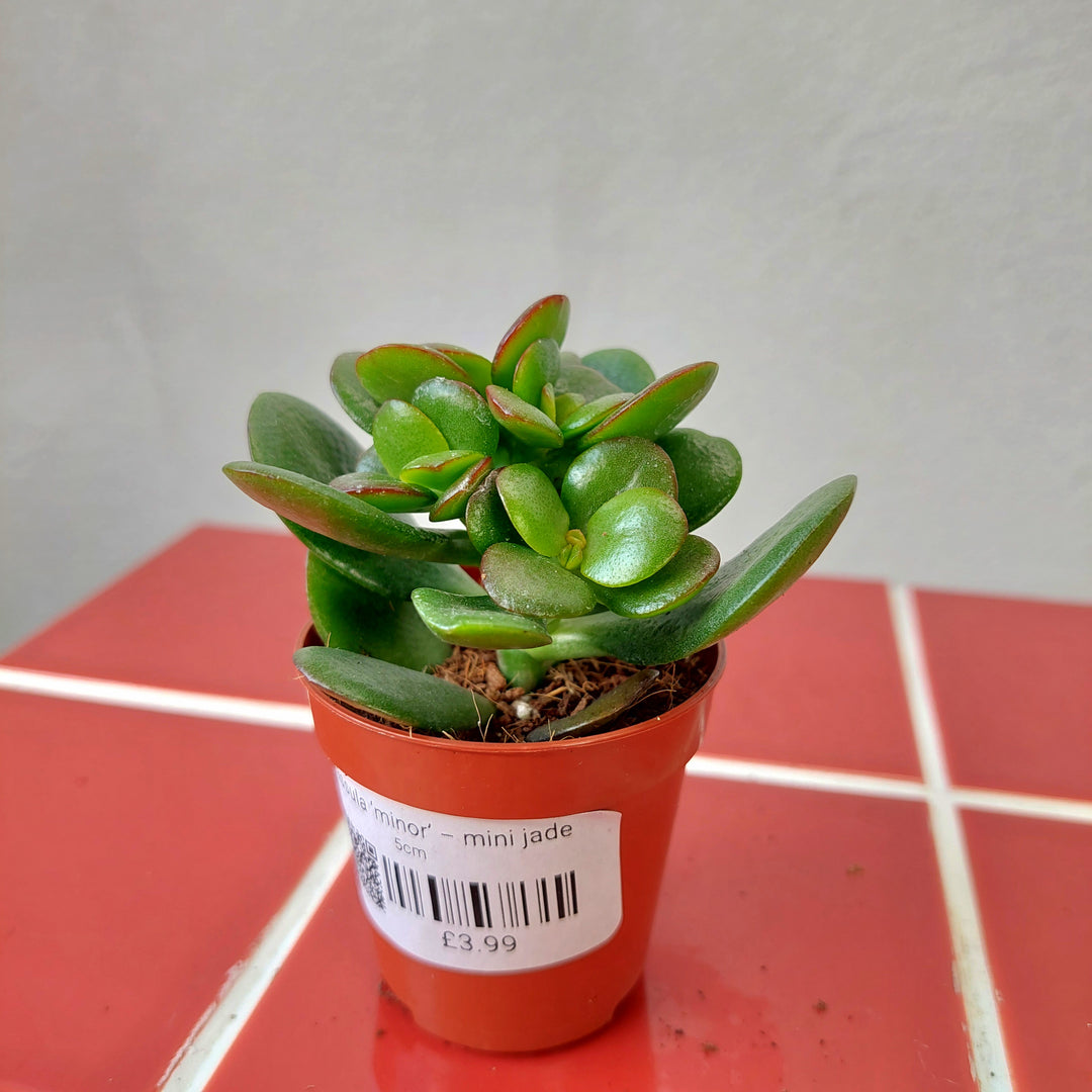 Crassula ‘Minor’ – Mini Jade Plant