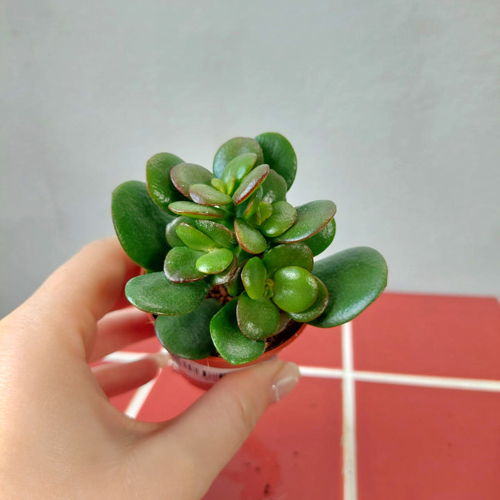 Crassula ‘Minor’ – Mini Jade Plant