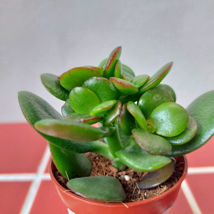 Crassula ‘Minor’ – Mini Jade Plant