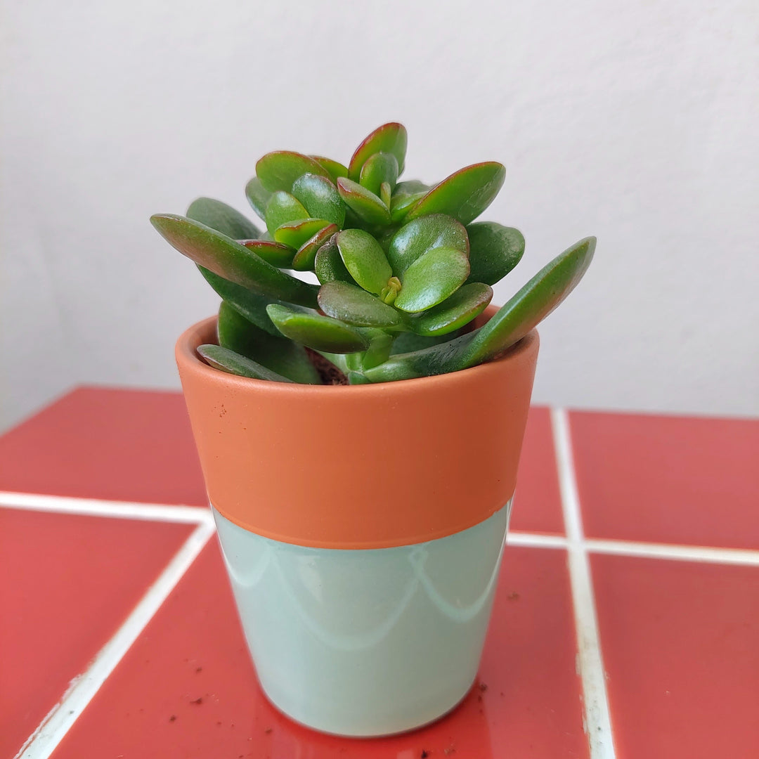 Lima Pot lucky dip– Mini Pastel Ceramic Planter