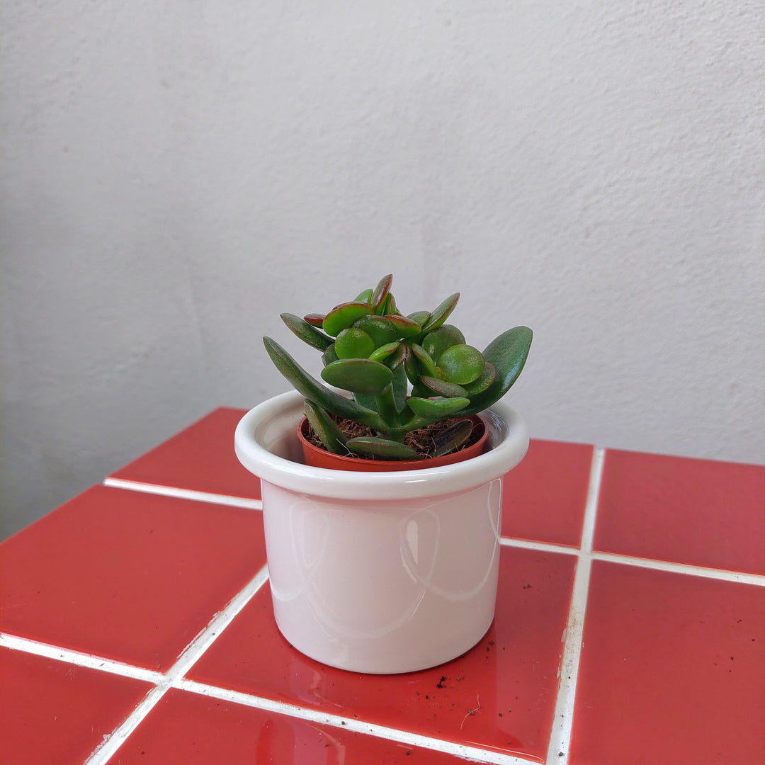 Mini Ceramic Pot D8×H6cm – White Gloss