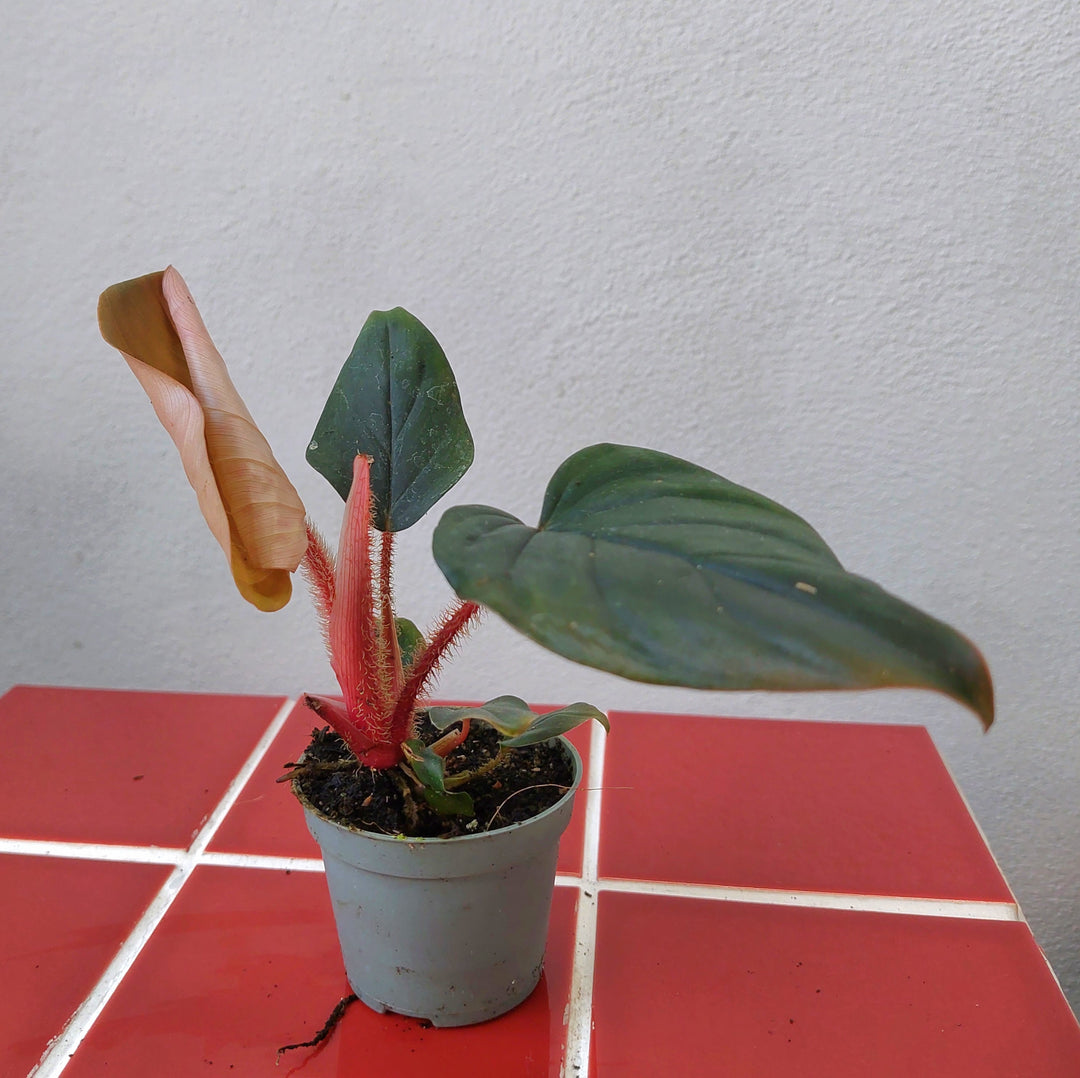 Philodendron squamiferum × serpens – Fuzzy-Stem Hybrid Philodendron