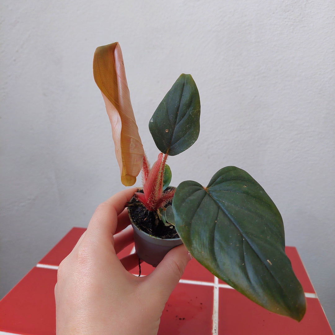 Philodendron squamiferum × serpens – Fuzzy-Stem Hybrid Philodendron