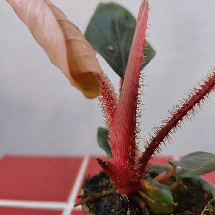 Philodendron squamiferum × serpens – Fuzzy-Stem Hybrid Philodendron