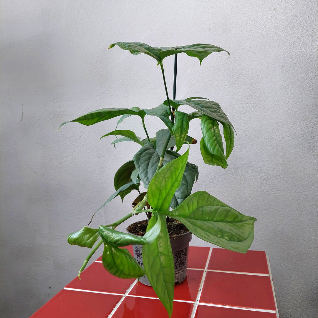 monstera spiderman plant Monstera amydrium medium 'Silver' – Silver Spiderman Monstera