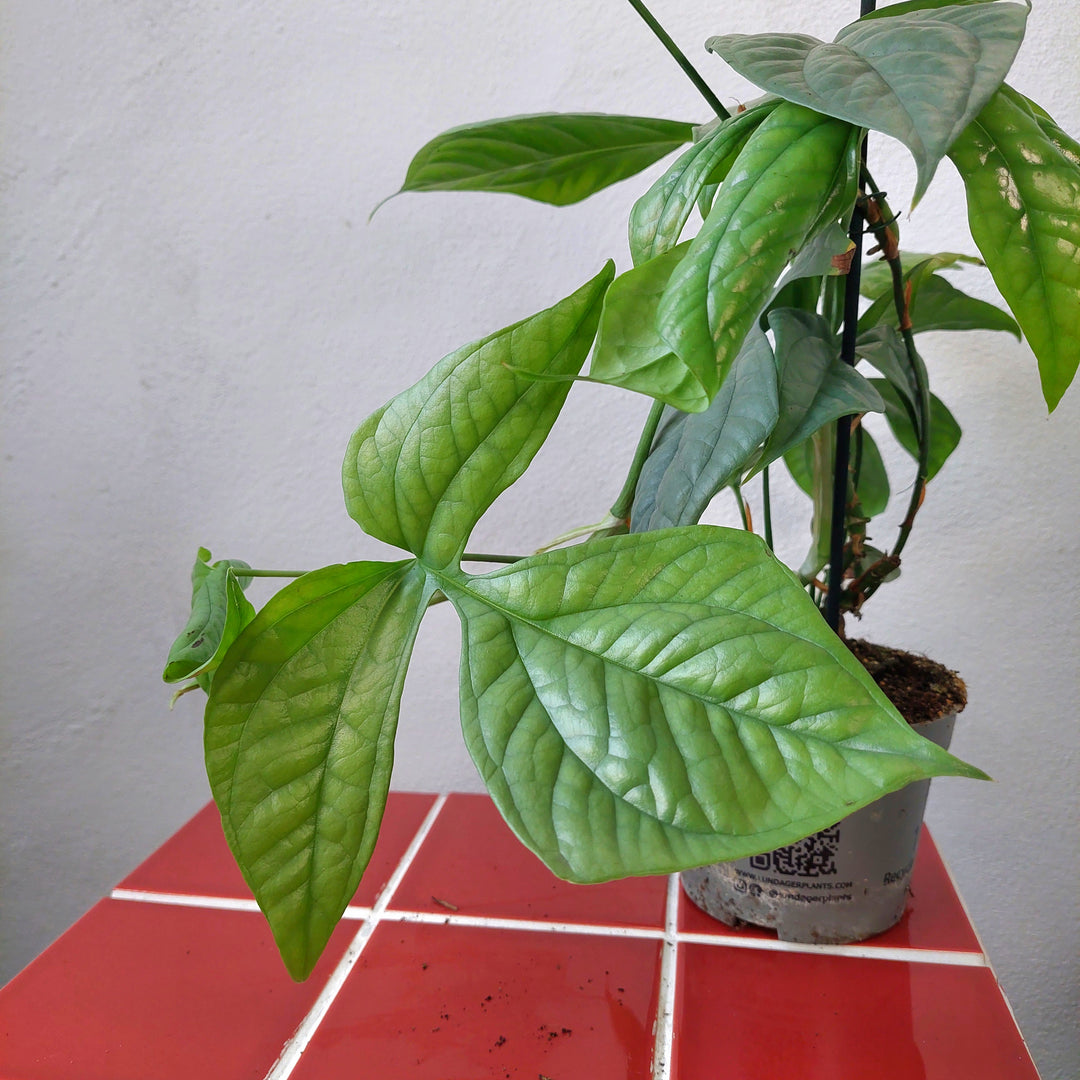 monstera spiderman plant Monstera amydrium medium 'Silver' – Silver Spiderman Monstera