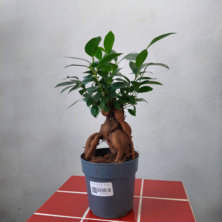 Ficus microcarpa – Bonsai Ginseng Fig