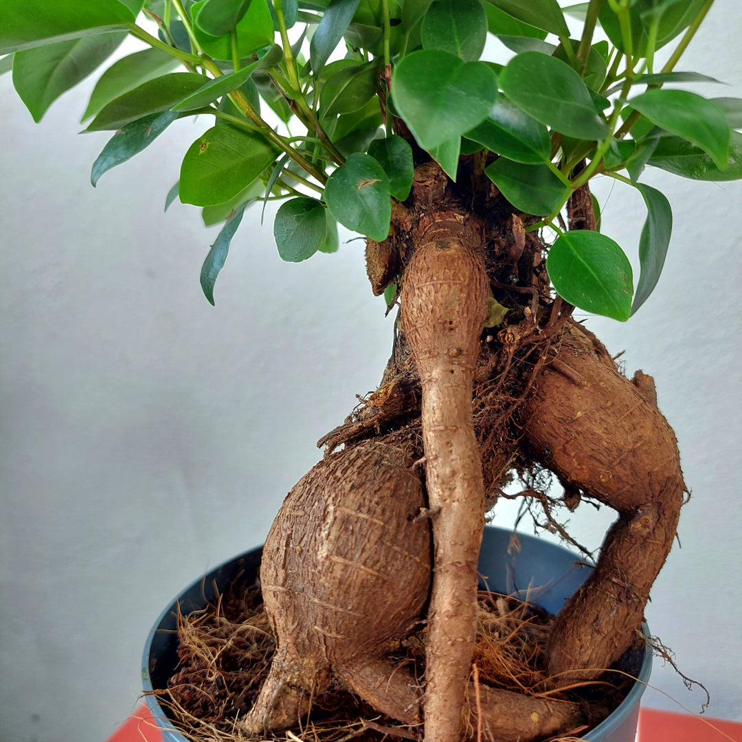 Ficus microcarpa – Bonsai Ginseng Fig