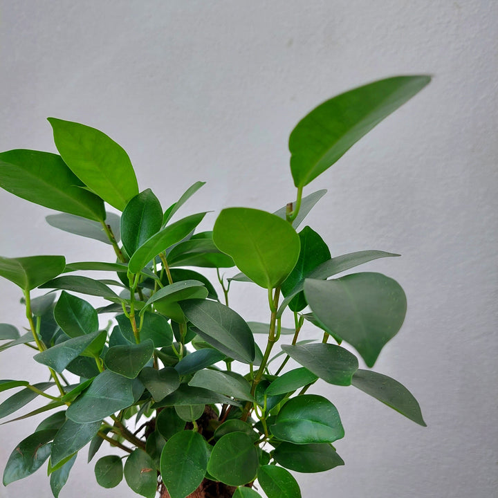 Ficus microcarpa – Bonsai Ginseng Fig