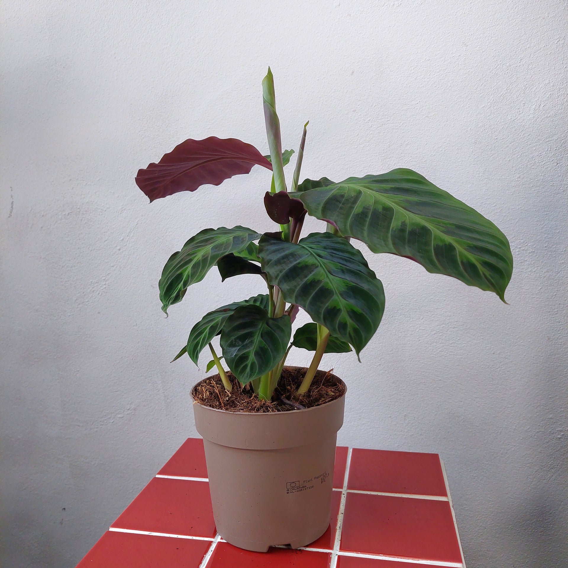 Calathea warscewiczii – Jungle Velvet Prayer Plant – Plant Studio