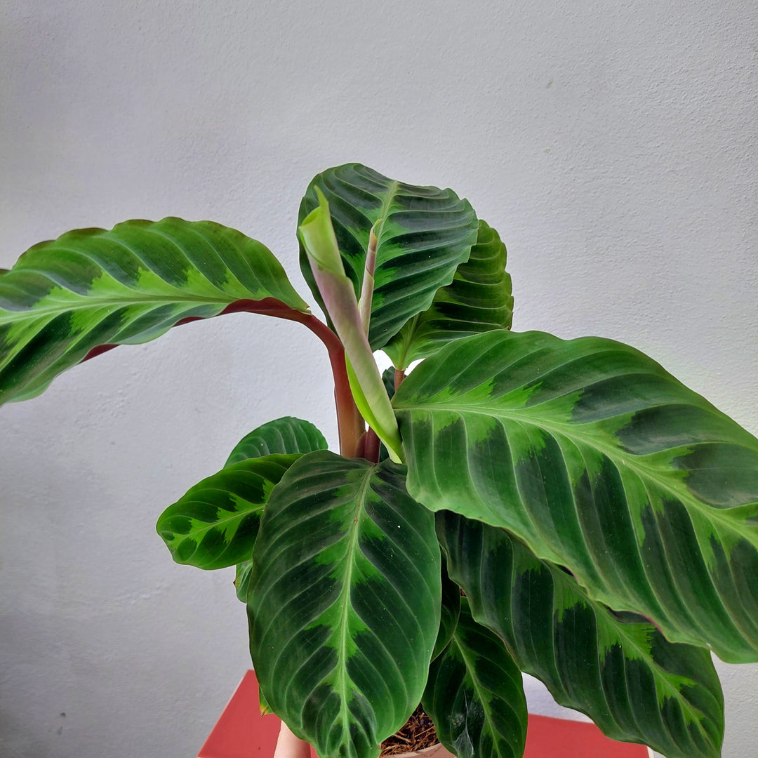jungle velvet prayer plant Calathea warscewiczii – Jungle Velvet Prayer Plant – Plant Studio