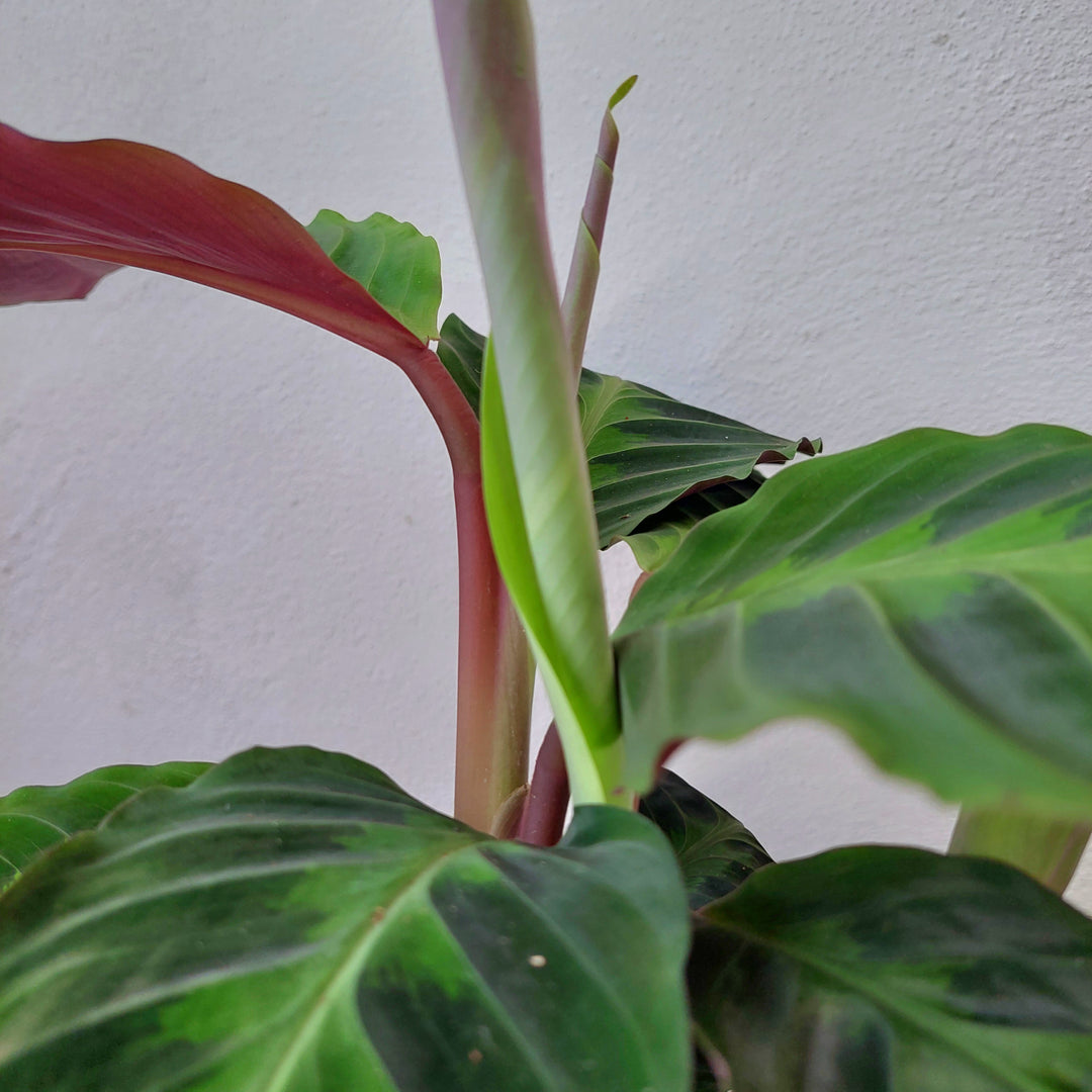 jungle velvet prayer plant Calathea warscewiczii – Jungle Velvet Prayer Plant – Plant Studio