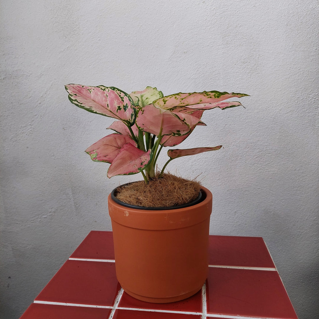 Terracotta Cylinder Pot D13×H14cm – Natural Clay