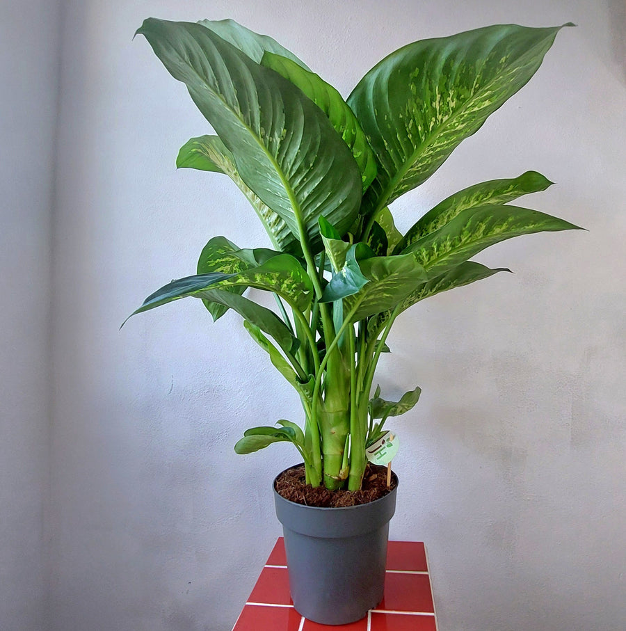 dieffenbachia sensation Dieffenbachia 'Reeva' – Online UK