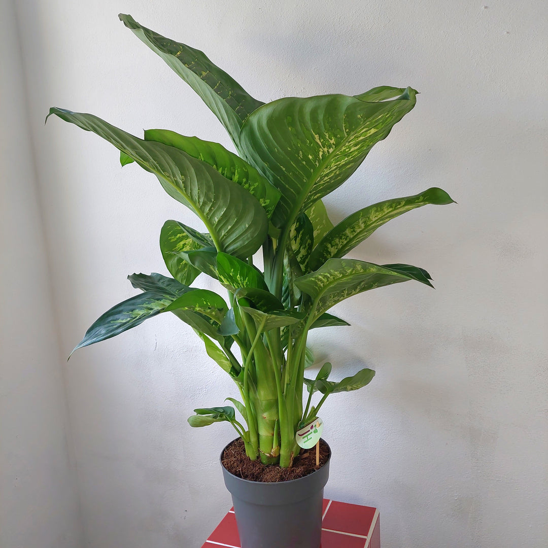 Dieffenbachia Reeva