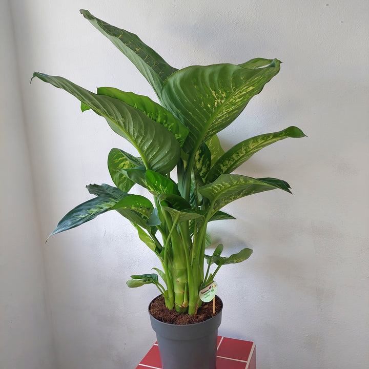 Dieffenbachia Reeva
