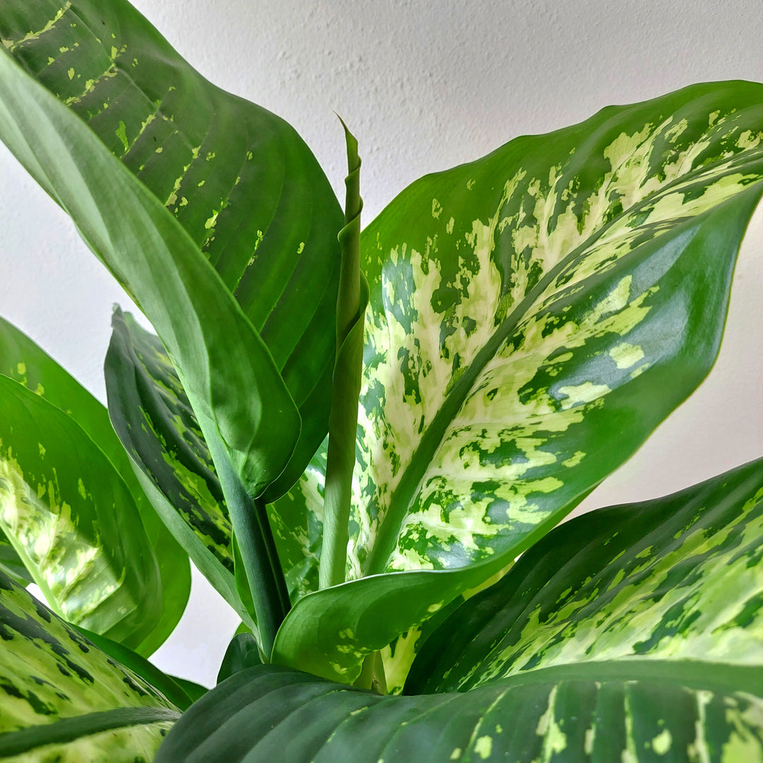 dieffenbachia plant cost Dieffenbachia 'Reeva' – Online UK