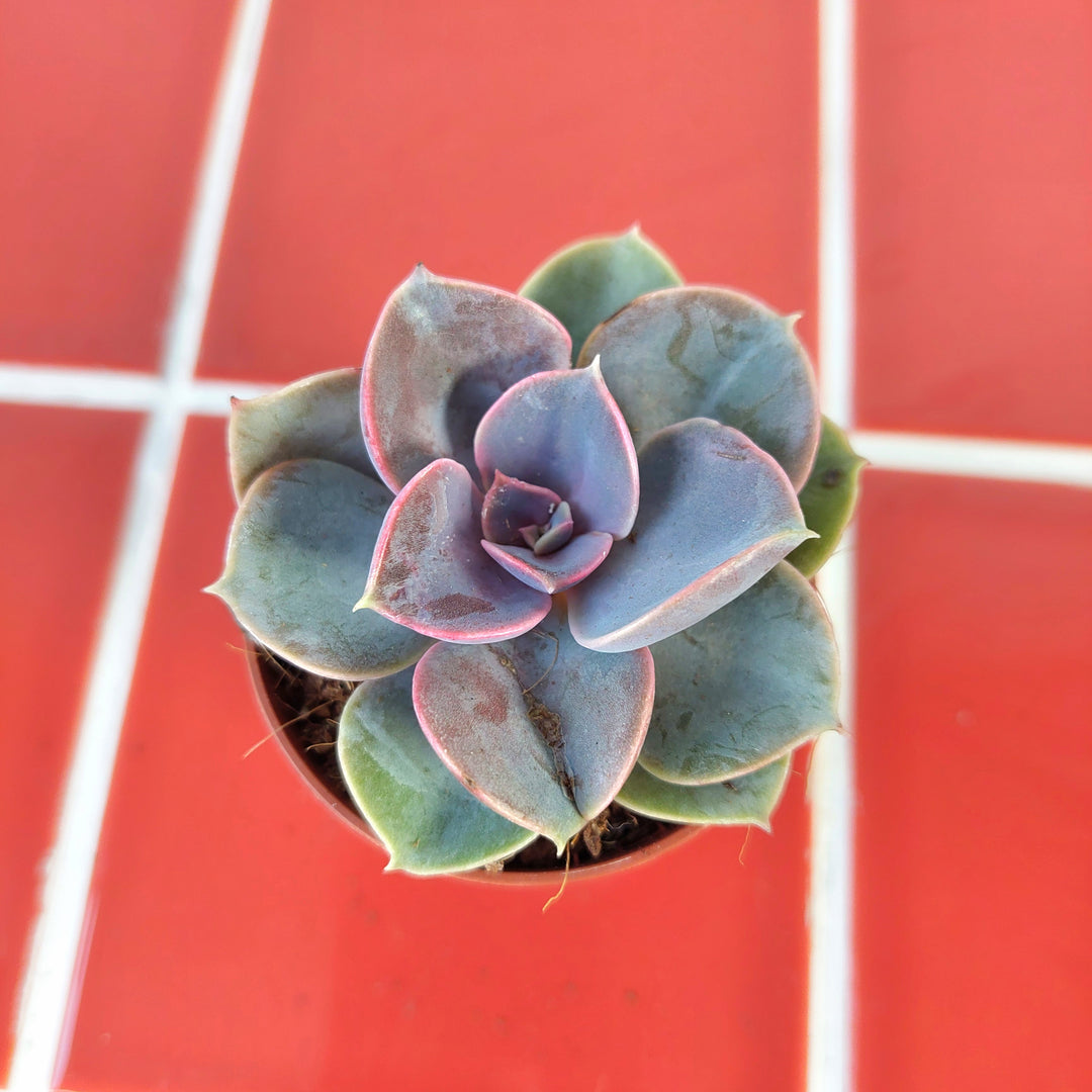 nuremberg succulent Echeveria 'Perle von Nürnberg' – Pearl of Nuremberg