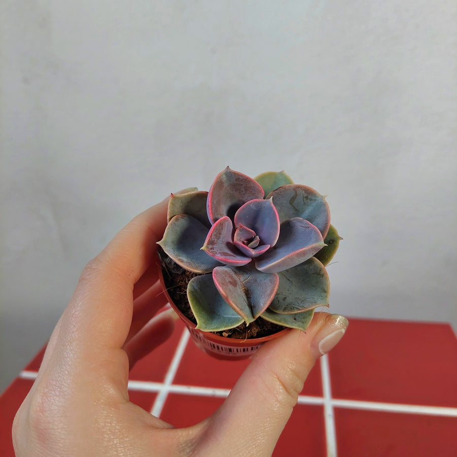 nuremberg succulent Echeveria 'Perle von Nürnberg' – Pearl of Nuremberg