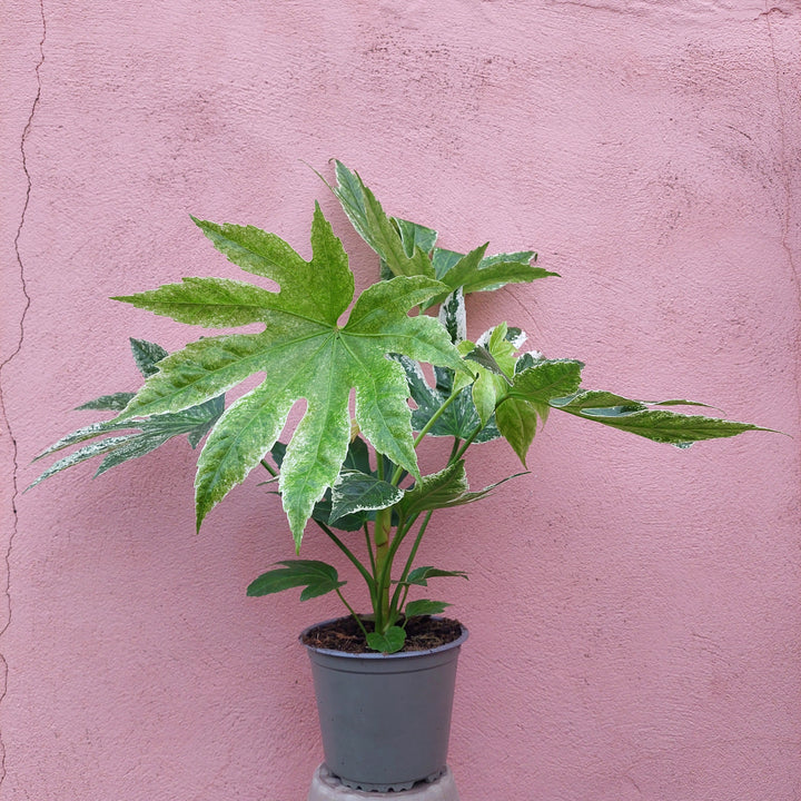 Fatsia japonica ‘Spider Web’ – Variegated Japanese Aralia