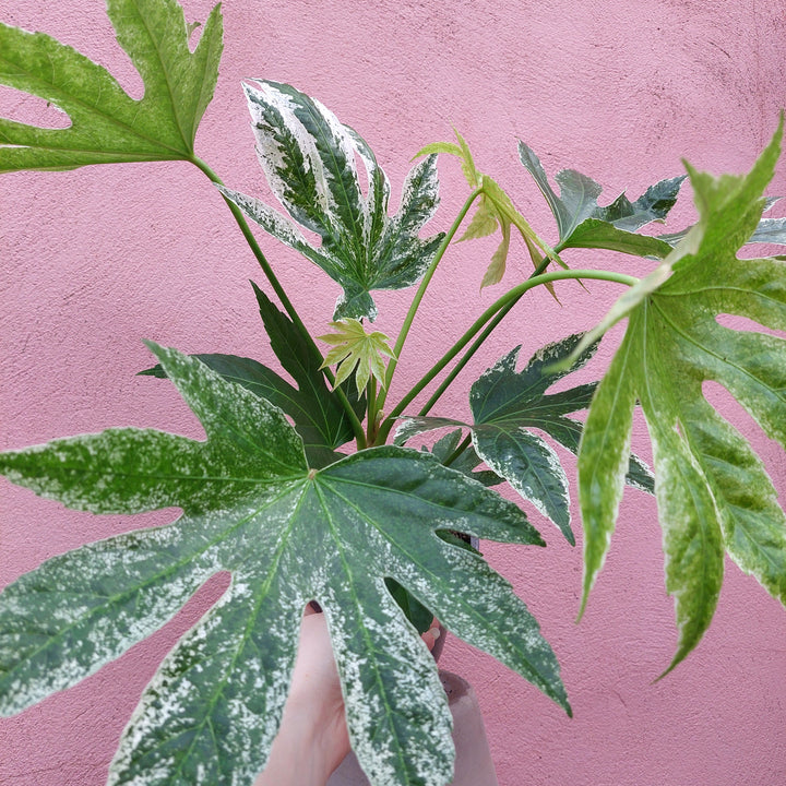 Fatsia japonica ‘Spider Web’ – Variegated Japanese Aralia