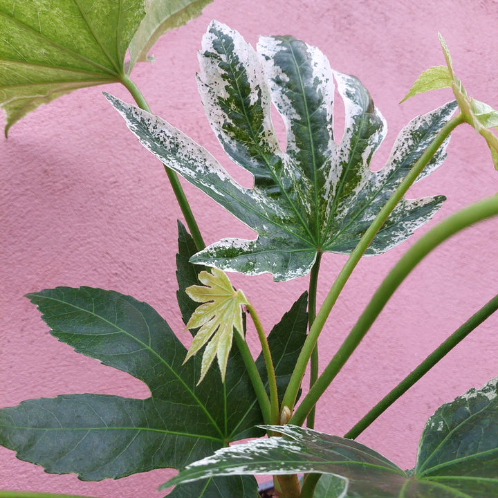 Fatsia japonica ‘Spider Web’ – Variegated Japanese Aralia