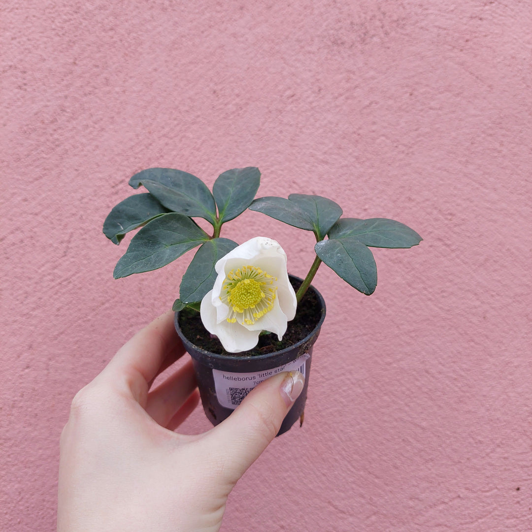 Helleborus 'Little Star' – Winter Rose