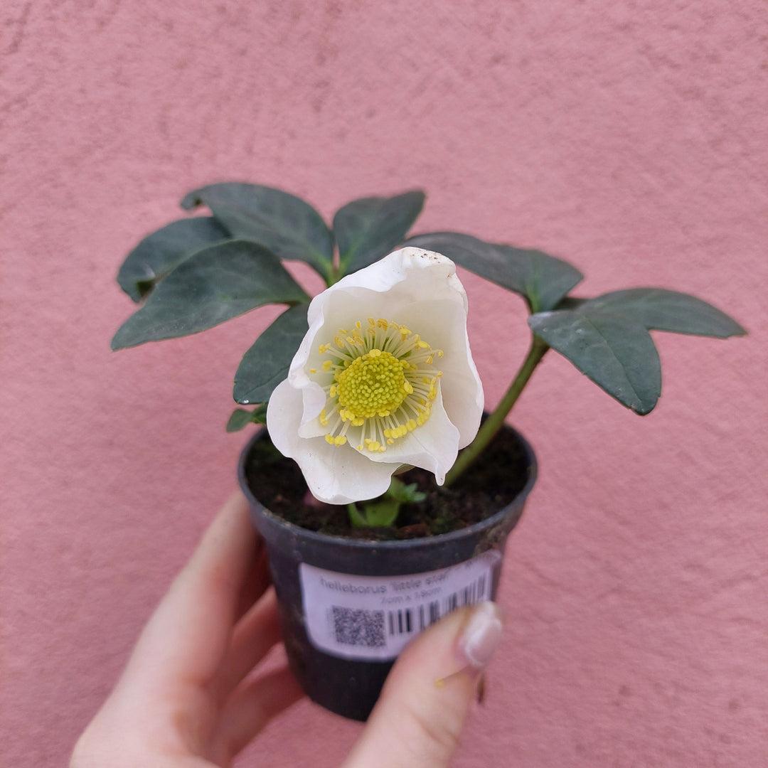 Helleborus 'Little Star' – Winter Rose