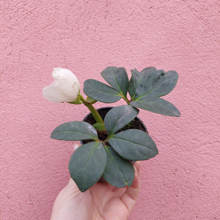 Helleborus 'Little Star' – Winter Rose