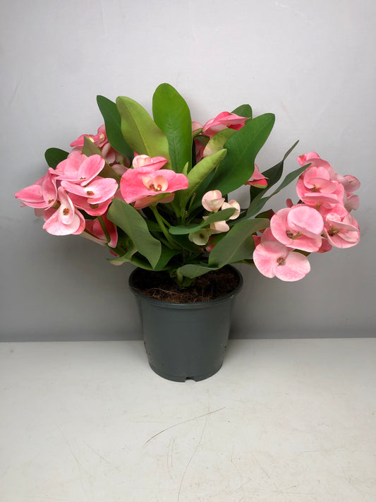 Euphorbia Milii Charlotte - Crown of thorns