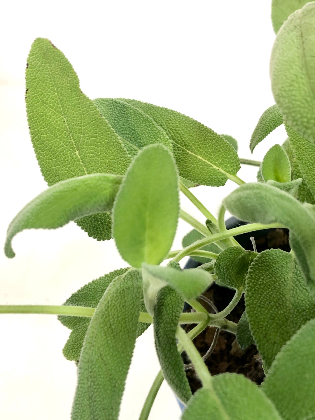 salvia Officnalis-sage