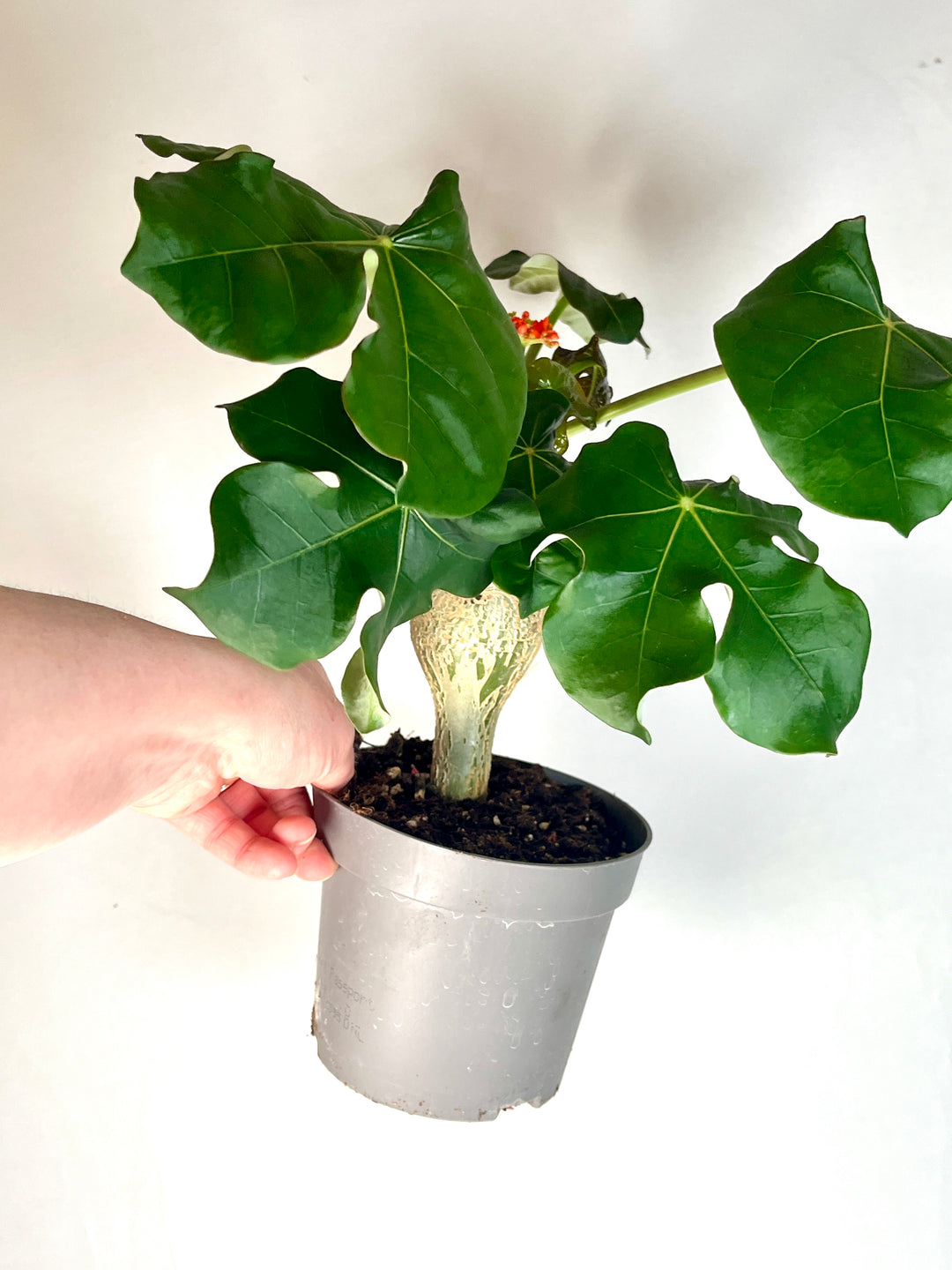 jatropha succulent Jatropha Podagrica