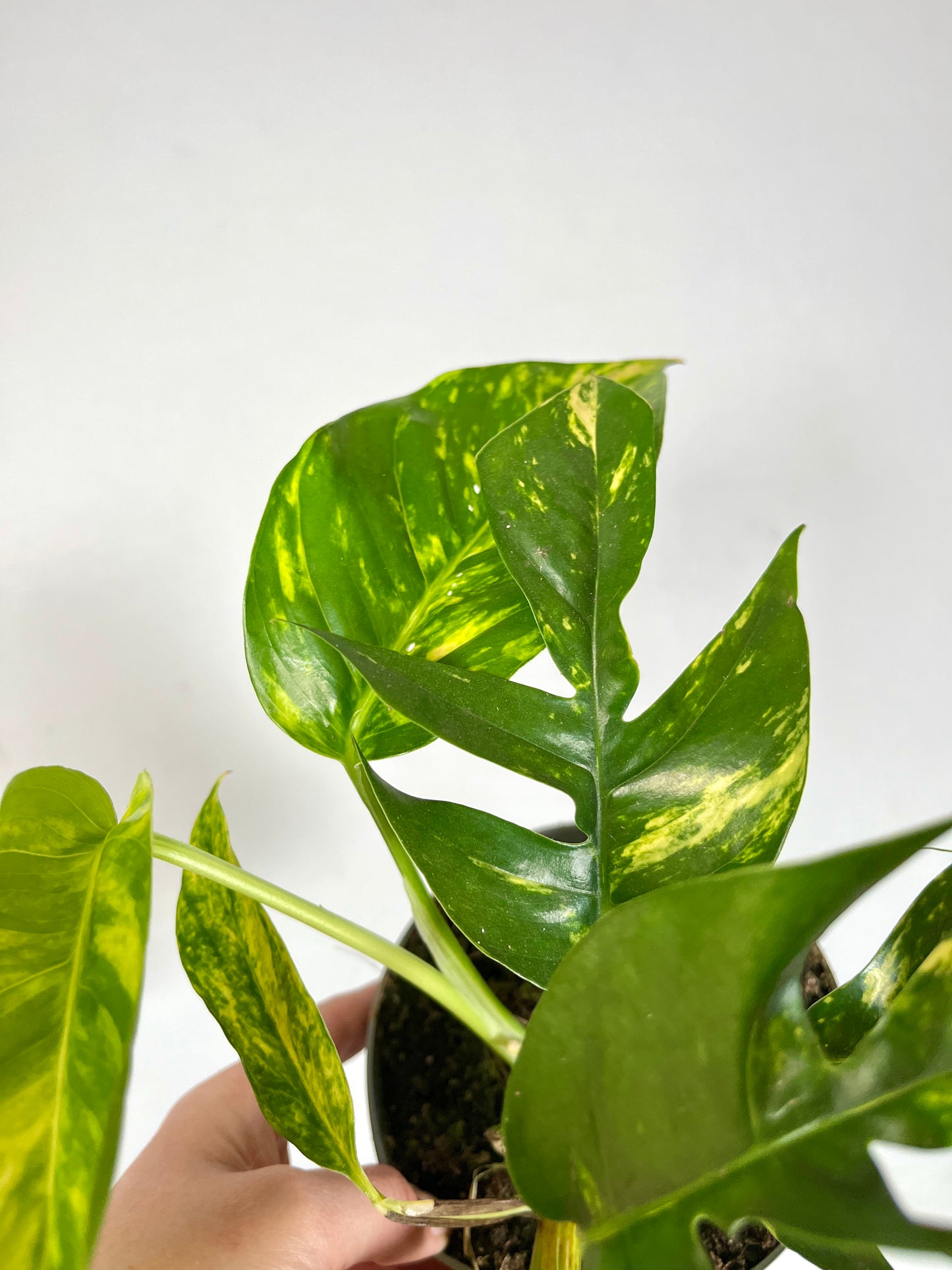 Epipremnum Pinnatum Golden Flame - Epipremnum Pinnatum Cintho Goldfinger