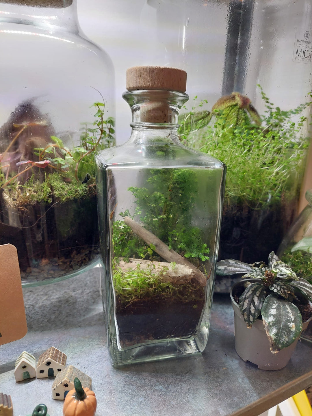 Plant.Studio Glass Terrarium bottle Plant Studio Terrarium lucky dip