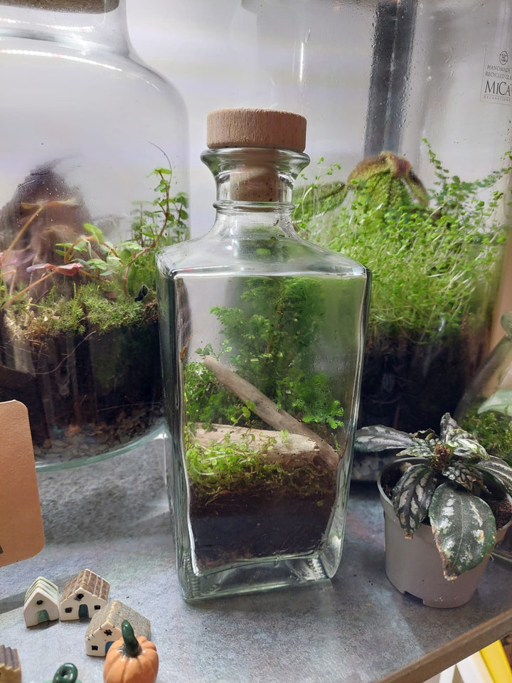 Plant.Studio Glass Terrarium bottle Plant Studio Terrarium lucky dip