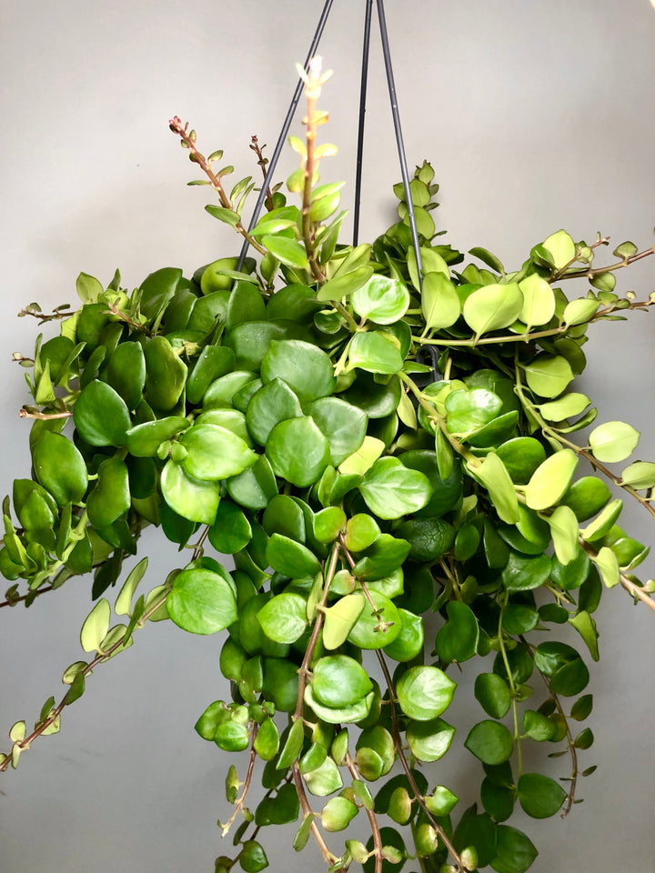 Aeschynanthus Pink Polka - Lipstick plant
