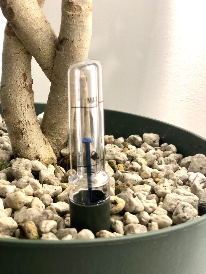 Ficus Altissima