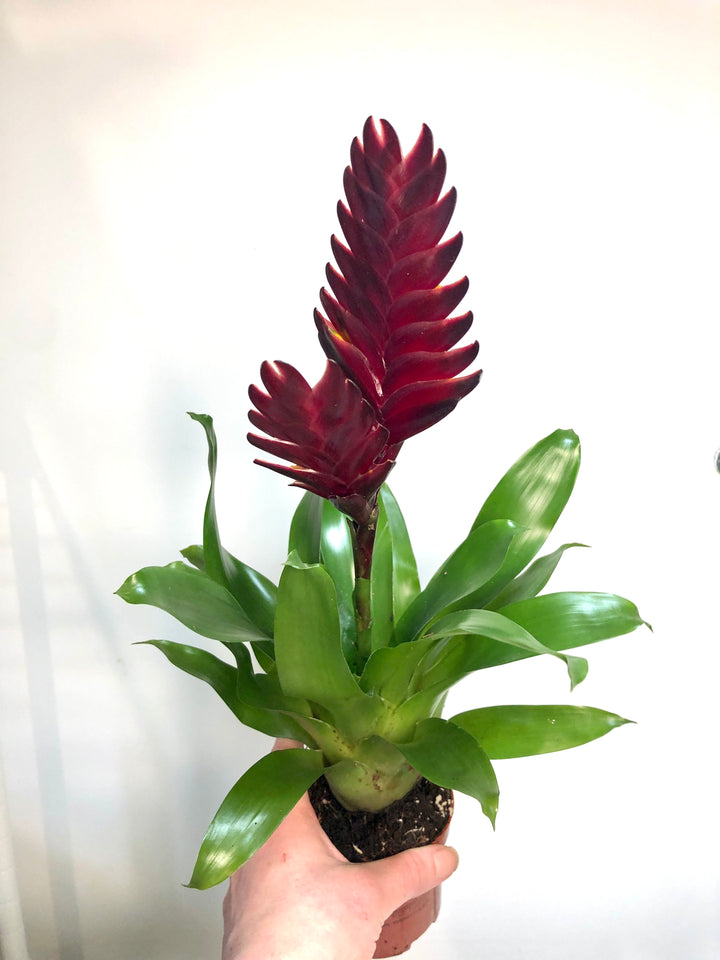 Vriesea Mix - Flaming Sword
