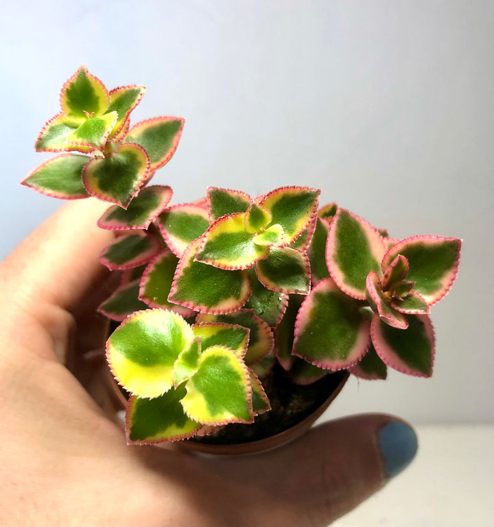 Crassula sarmentosa 'Variegata' - Variegated Jade plant