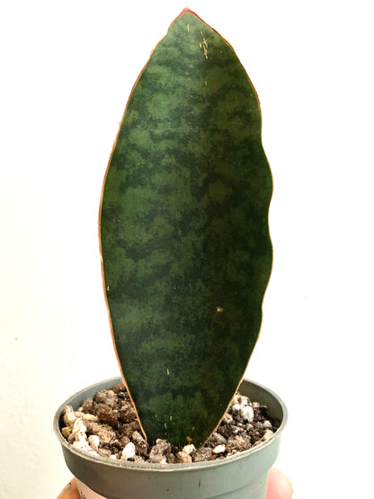 Sansevieria Whale Fin