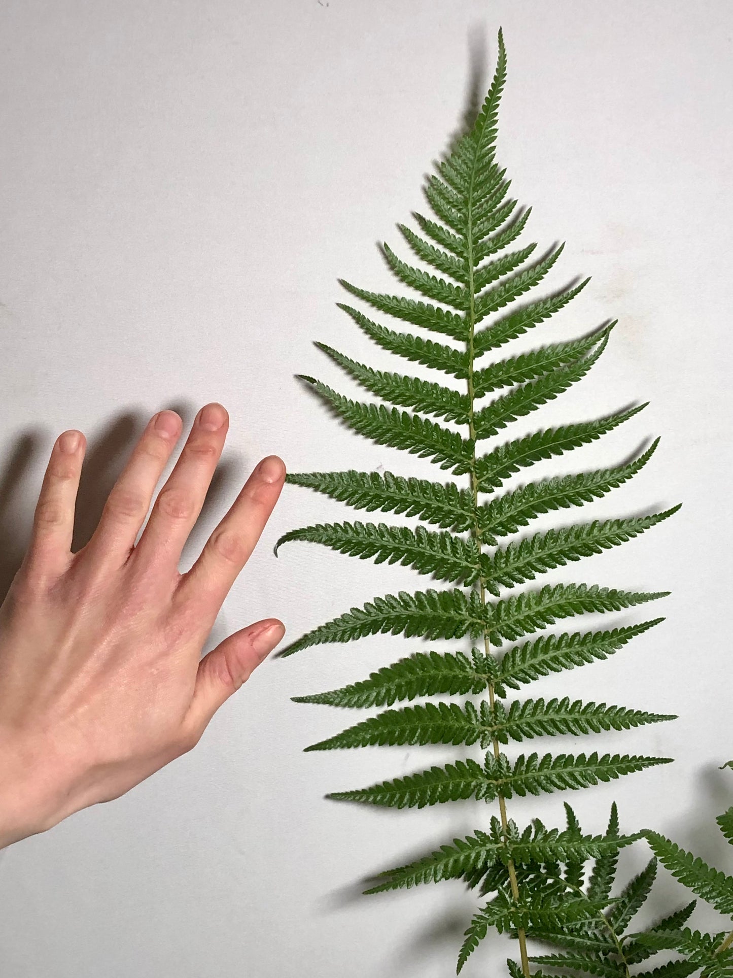 Dicksonia Antarctica - tree fern