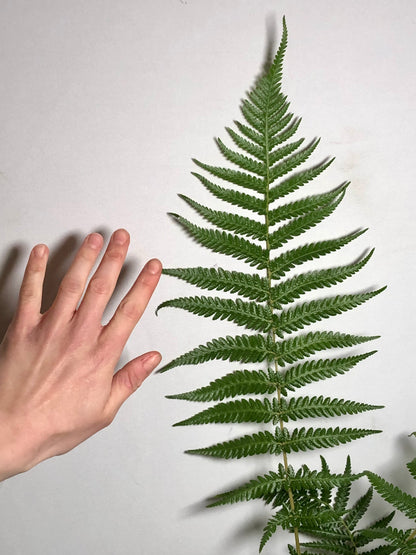 Dicksonia Antarctica - tree fern