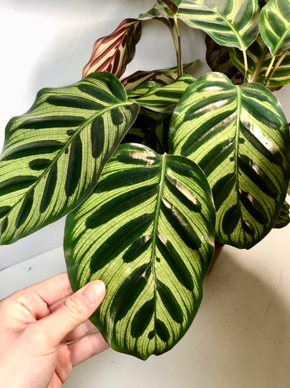 Calathea Makoyana