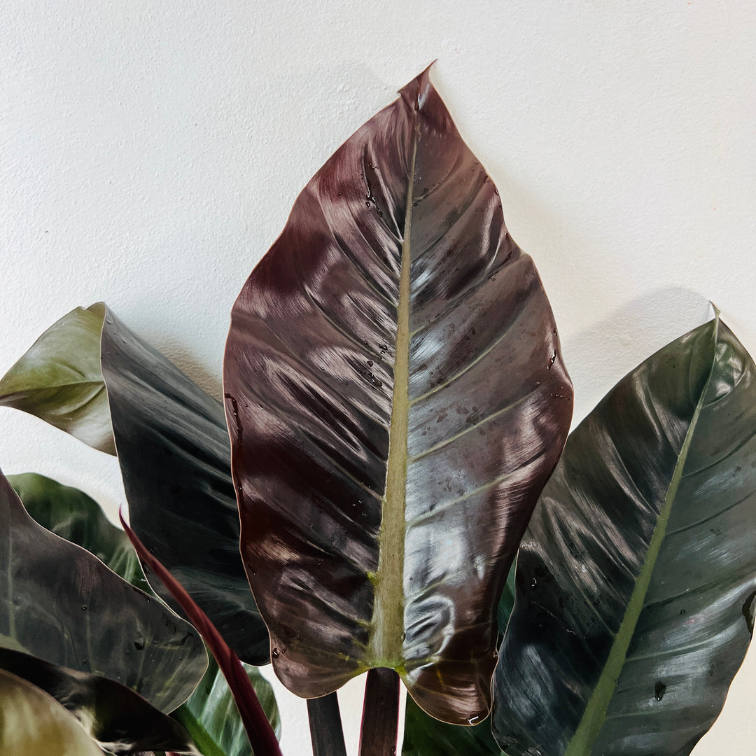 Philodendron Imperial Red