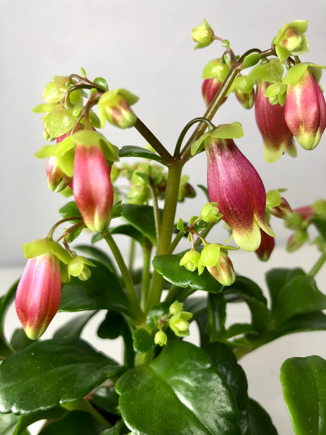 Kalanchoe Dream Bells