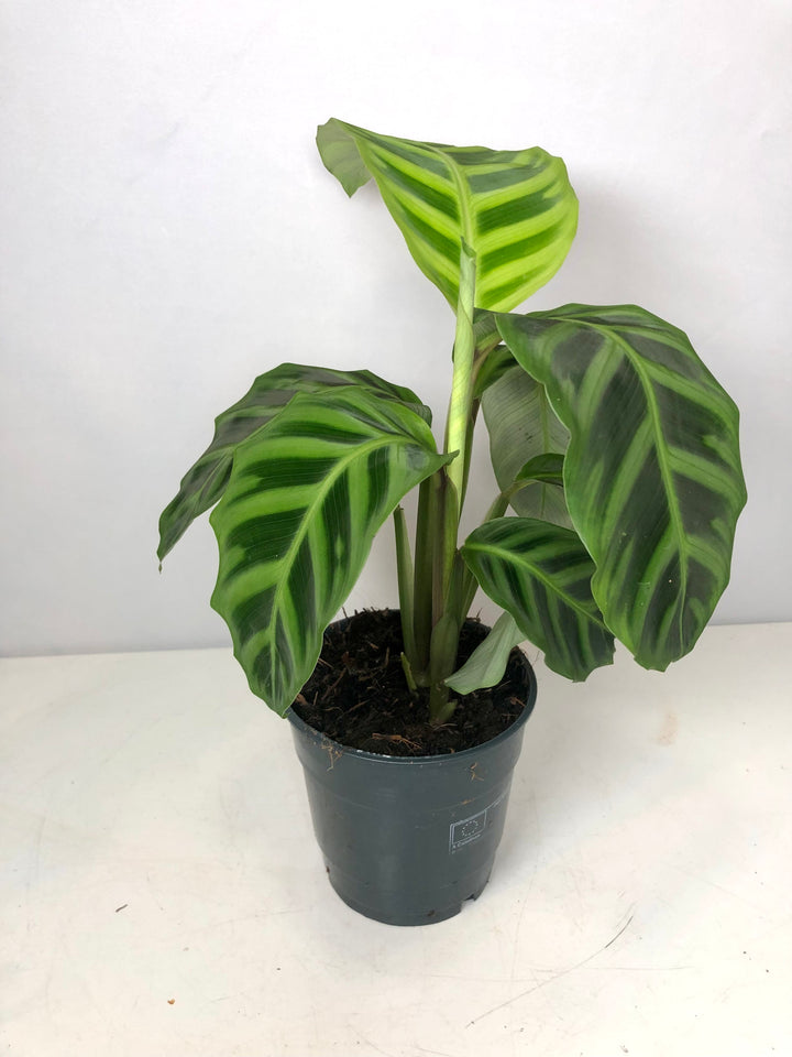 Calathea Zebrina -