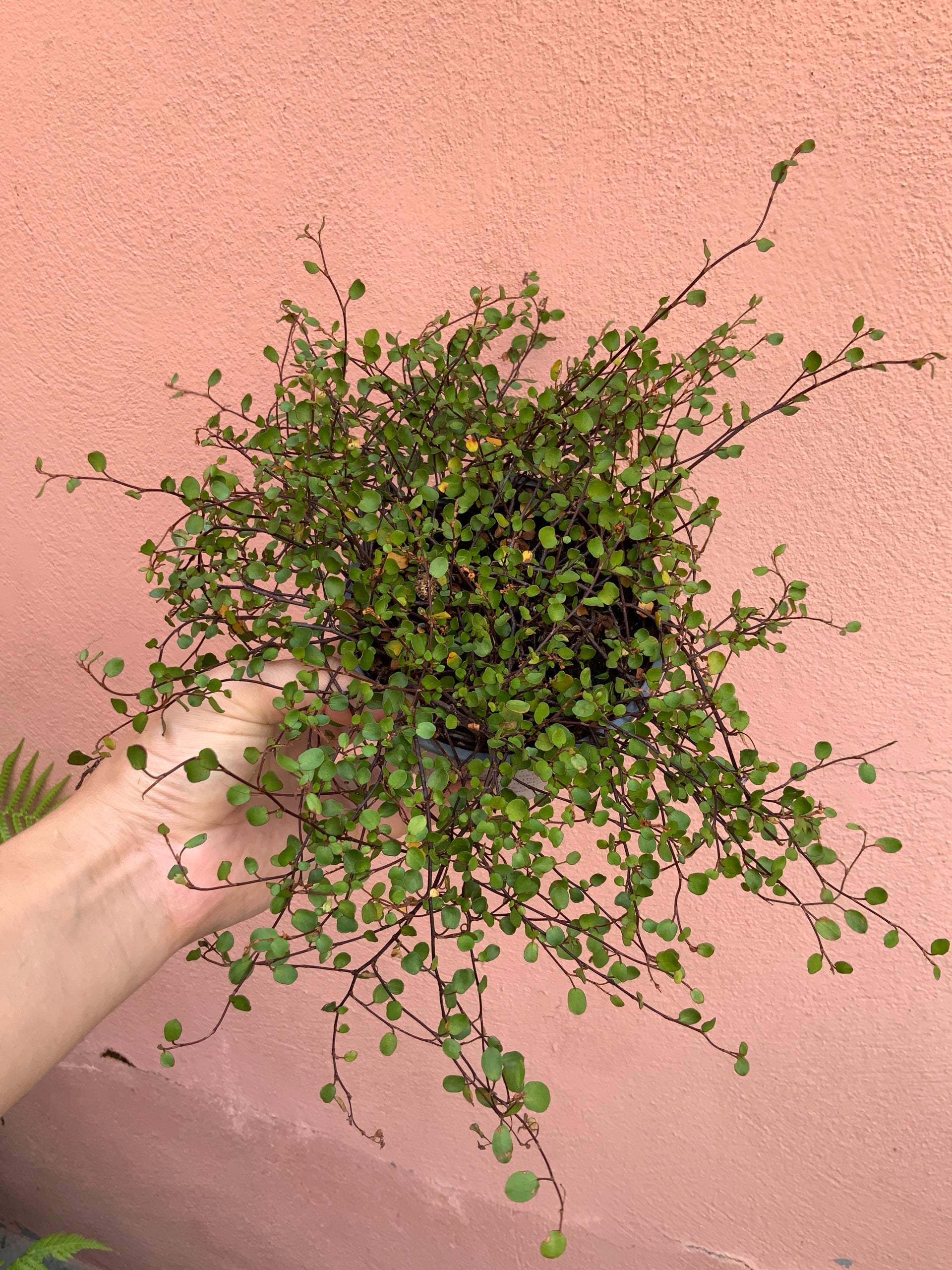 Muehlenbeckia complexa – Hardy Trailing Vine for Pots & Ground Cover – Plant  Studio