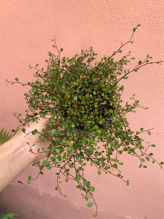 Muehlenbeckia Complexa - maidenhair vine