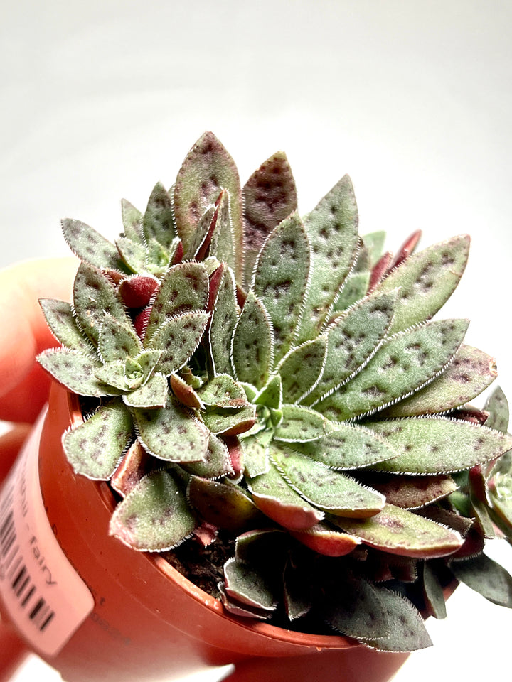 Crassula Schmithii - Fairy Tongue
