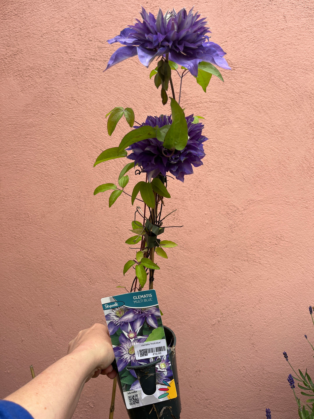 Clematis ‘Multi Blue’ (REDUCED)